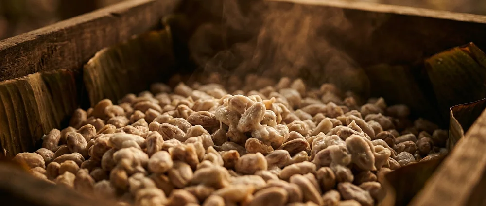 Fermentación de granos de cacao